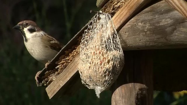 Ganz kurz kommt der Spatz zum Meisenkn&ouml;del um zu fressen (Originalton)