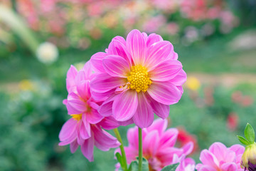 Obraz premium Zamknij up.Beautiful Pink Dahlia Flower w ogrodzie.