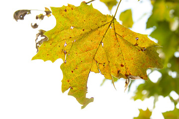 old autumn maple leaf on a white background