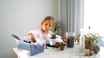 Cute little child girl is plants a flower in pot at home. She is puts in pot some soil for replant a houseplant at domestic room.