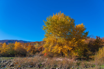 Big yellow oak tree by the river