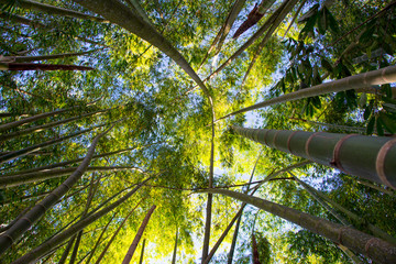 Fototapeta premium Tree tops