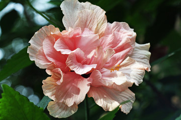 Hibiscus © Stephan von Mikusch