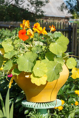 decorative pot of old cast iron with garden flowers