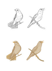 Nightingale. Set of elements for design. Graphic drawing, engraving style. Vector illustration color and outline.