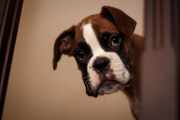 Puppy dog breed German boxer.