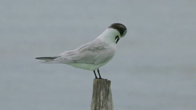 Sandwich Tern on Beam, Isla Mujeres, Quintana Roo, Mexico