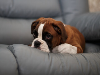 Puppy dog breed German boxer.