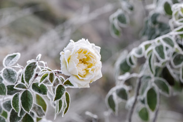 Gelbe Rosa im Frost