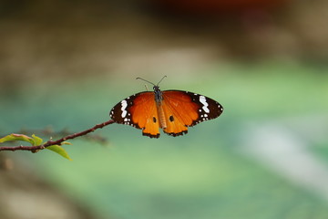 Nature always wears the colors of the spirit - Butterfly