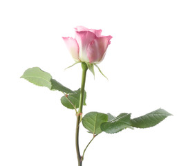 Beautiful fresh rose flower on white background