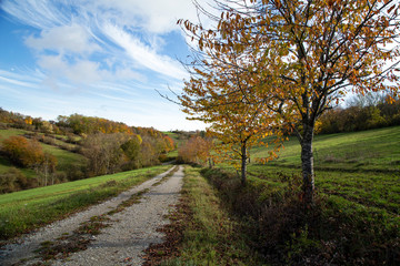 Beautiful Autumn landscape with trees and leafy