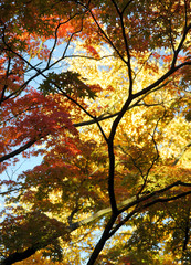 multicolor foliage of japaneese maple tree at autumn