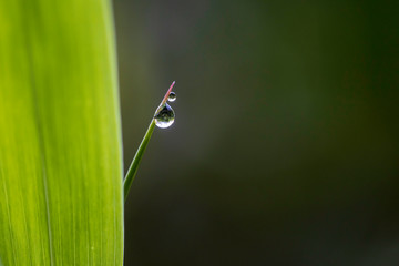 Raindrops perched on bamboo trees in the morning.