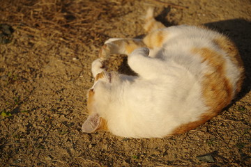 丸まる猫