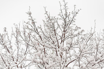 Fototapeta na wymiar Branches of trees are covered with fluffy snow.