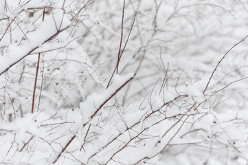 Background from snowy tree branches. Close-up.