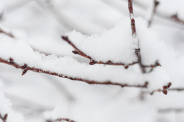 Texture of snow on branches. Blurred background.