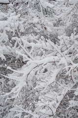 Texture of snow on branches of trees. Outdoors.