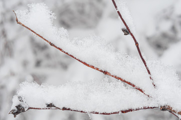 Snow texture on brown branch wild rose. Close-up.