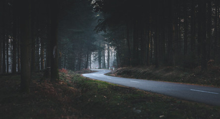 Obraz premium route forestière