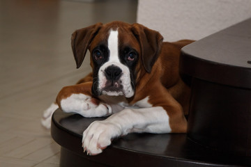 Puppy dog breed German boxer.