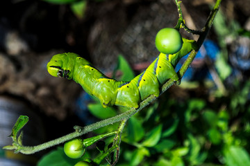 Obraz premium Green caterpillars on tree branches, pests.