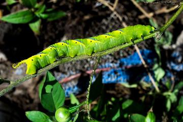 Green caterpillars on tree branches, pests.
