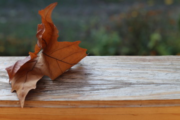 leaf