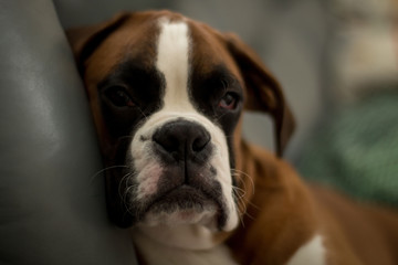 Puppy dog breed German boxer.