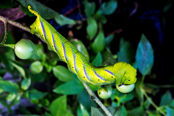 Green caterpillars on tree branches, pests.