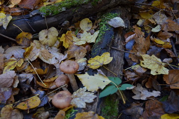 forest mushrooms among yellow leaves in the Black Forest