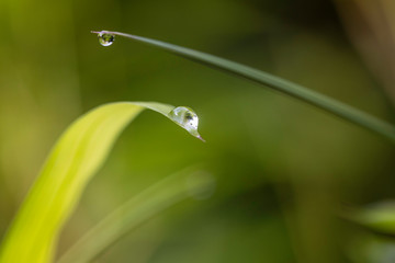 Raindrops perched on bamboo trees in the morning.