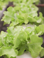 Fresh green  oak  lettuce vegetable in hydoponic farm.