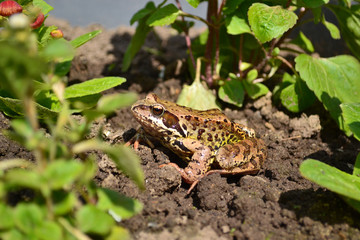 A wet, slimy frog got out of the pond and climbed into the flower bed to rest