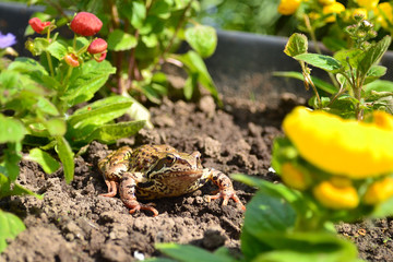 A wet, slimy frog got out of the pond and climbed into the flower bed to rest