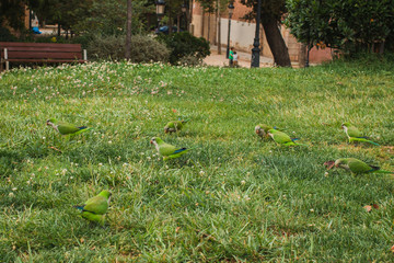  parrots in the park