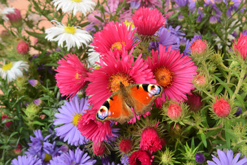 Butterfly sitting on a flower