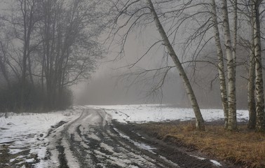 Foggy winter