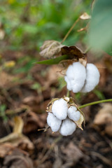 Organic cotton cracked. Cotton cracked hanging on cotton plant. Gossypium hirsutum