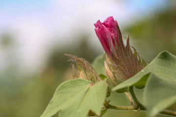 Organic cotton blossom. Cotton blossom hanging on cotton plant. Gossypium hirsutum