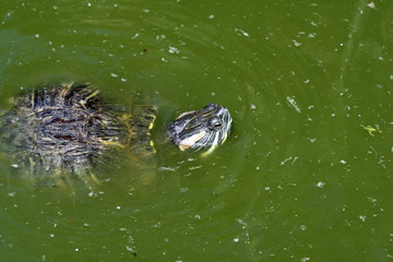 Rotwangen-Schmuckschildkroete