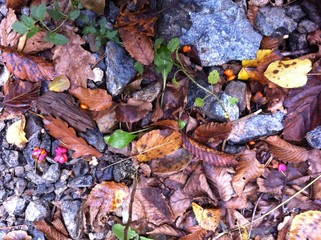 Autumn in full splendor and its beautiful colors