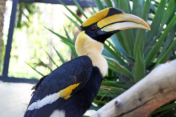 Doppelhornvogel © Stephan von Mikusch
