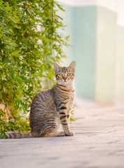 Cute young cat, brown tabby, sitting attentively on a street, looking curiously, Rhodes, Greece 