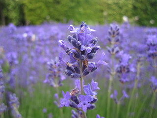 Flor de alfazema, lavanda