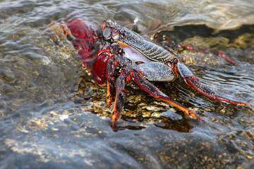 rote_Klippenkrabbe