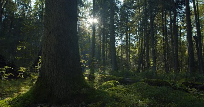 Big old tree in green dark magical forest sun shining between trees in morning