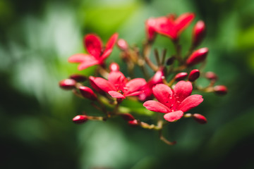 Closeup nature view of red flower with copy space using as background concept