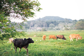 Cows  grazing on a green field in a village in a tropical country.